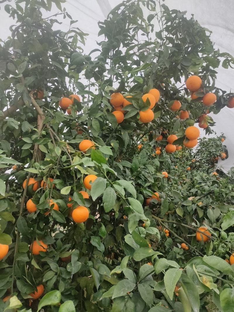 沃柑