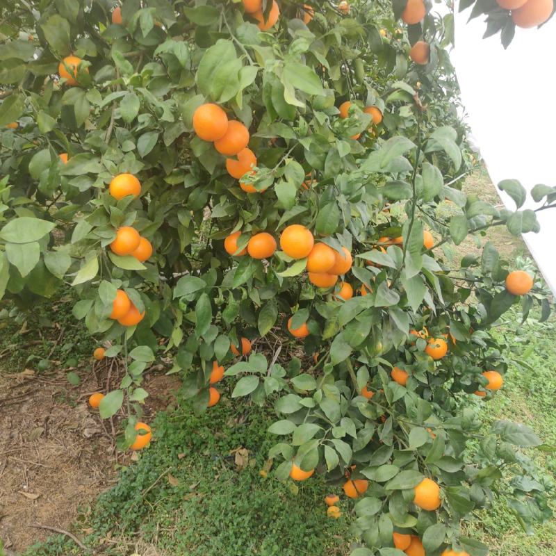 沃柑