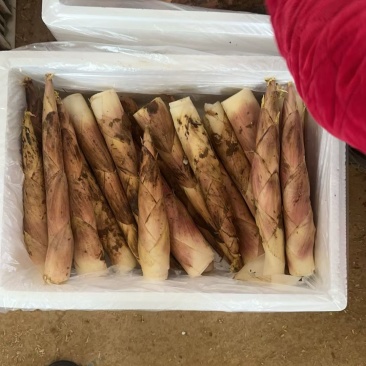 福建雷竹笋新鲜竹笋批发，整车发货，原产地直供