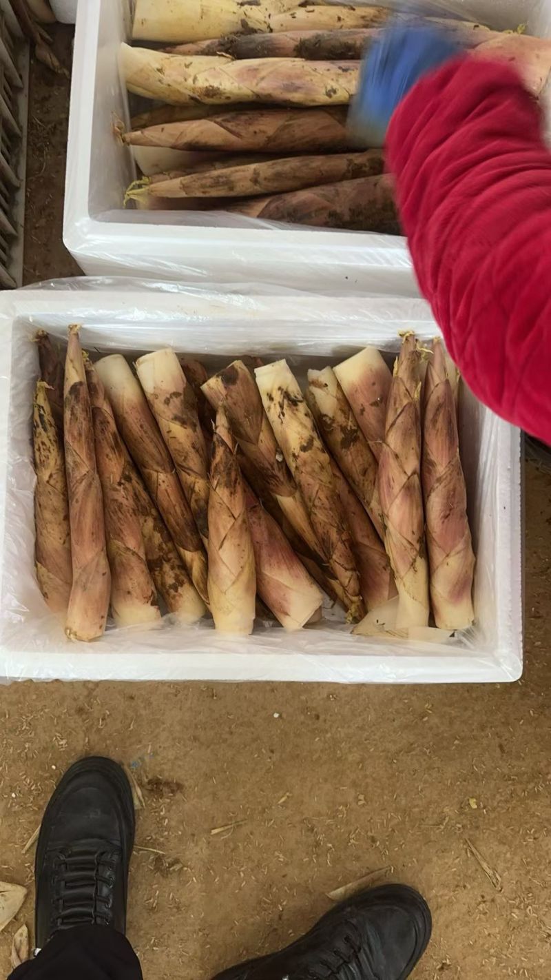 福建雷竹笋新鲜竹笋批发，整车发货，原产地直供
