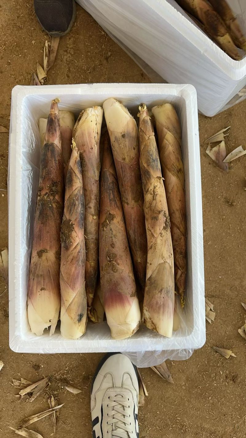 福建雷竹笋新鲜竹笋批发，整车发货，原产地直供