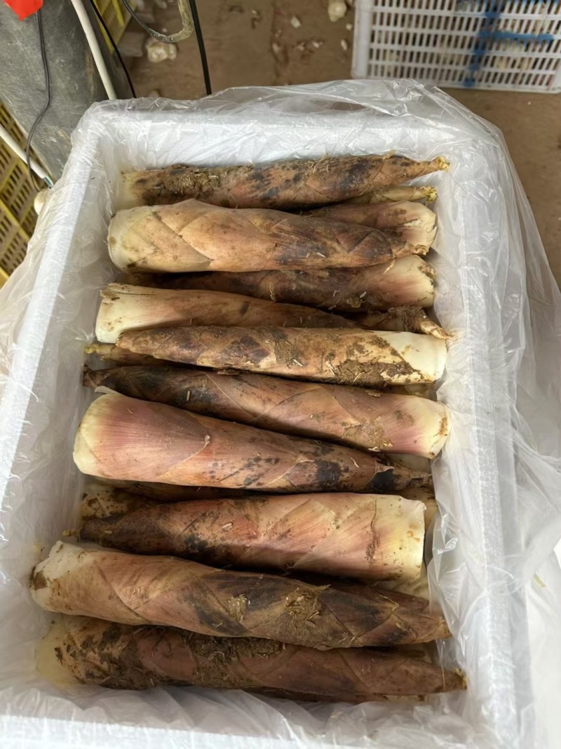 福建雷竹笋新鲜竹笋批发，整车发货，原产地直供