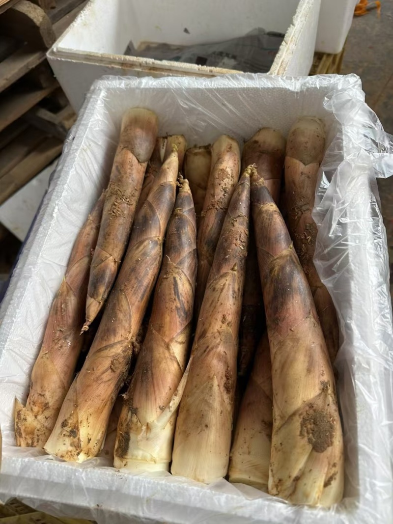 福建雷竹笋新鲜竹笋批发，整车发货，原产地直供