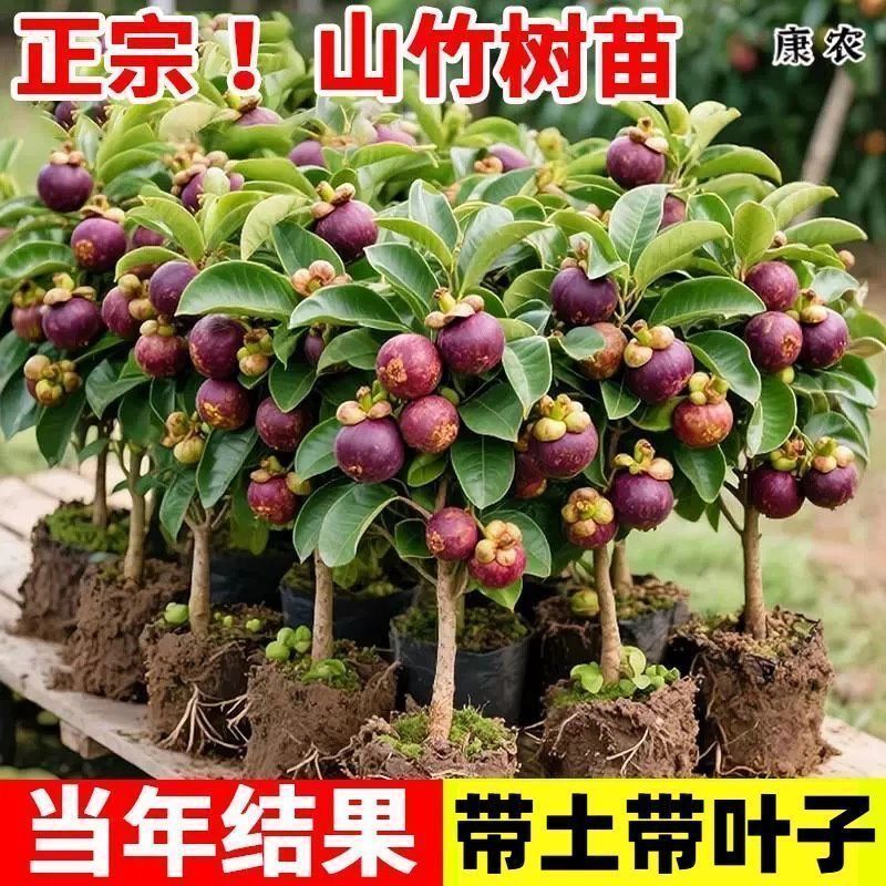 嫁接特大油板栗大红袍矮化盆栽地栽南北方均可耐寒