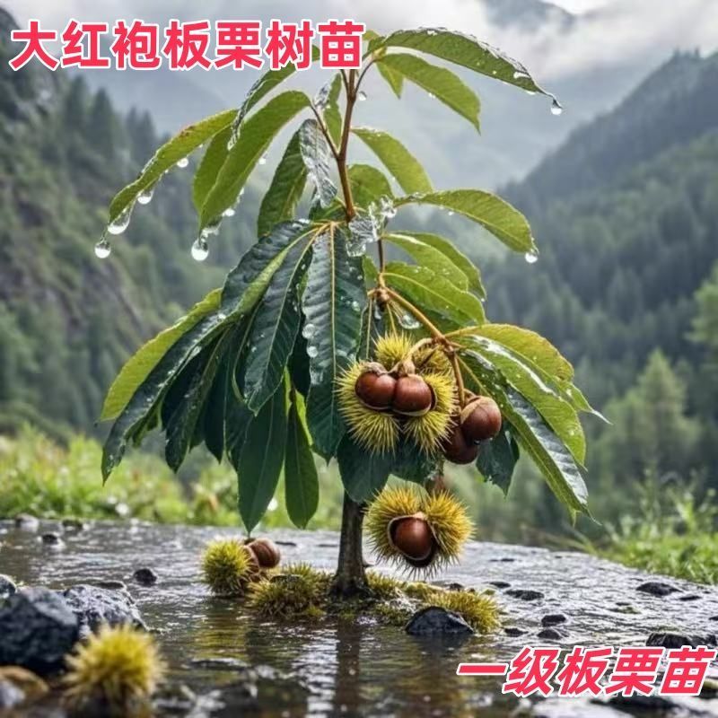 嫁接特大油板栗大红袍矮化盆栽地栽南北方均可耐寒