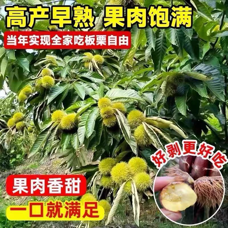 嫁接特大油板栗大红袍矮化盆栽地栽南北方均可耐寒