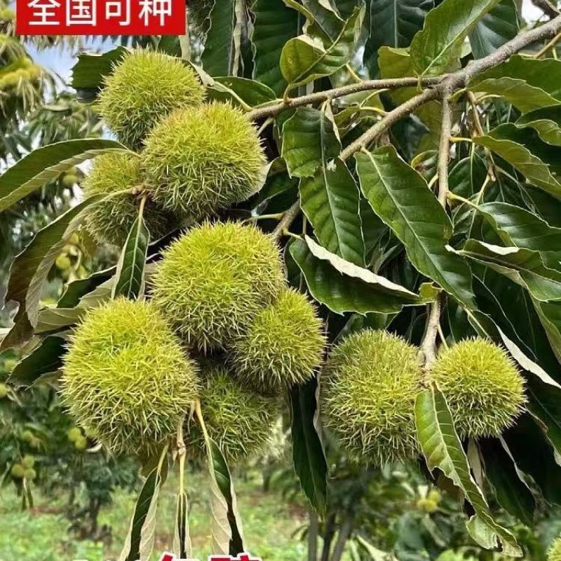 嫁接特大油板栗大红袍矮化盆栽地栽南北方均可耐寒