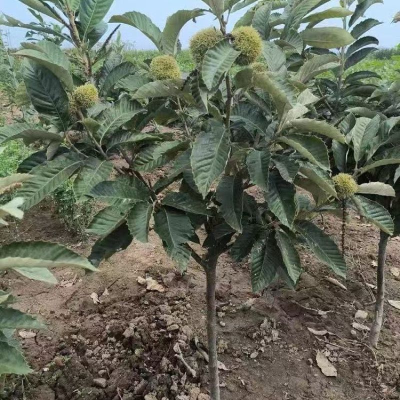 嫁接特大油板栗大红袍矮化盆栽地栽南北方均可耐寒