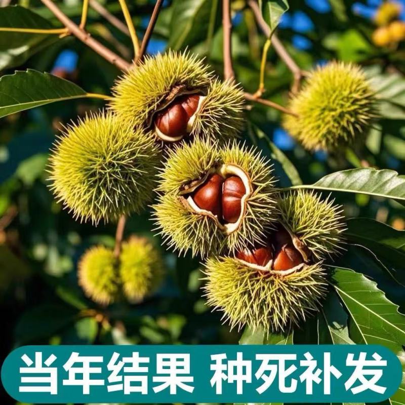 嫁接特大油板栗大红袍矮化盆栽地栽南北方均可耐寒