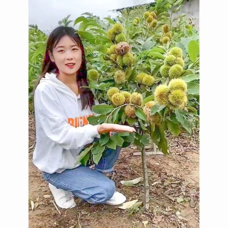 嫁接特大油板栗大红袍矮化盆栽地栽南北方均可耐寒