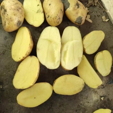 黄心土豆