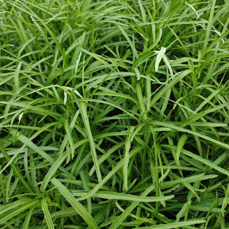 空心菜代收