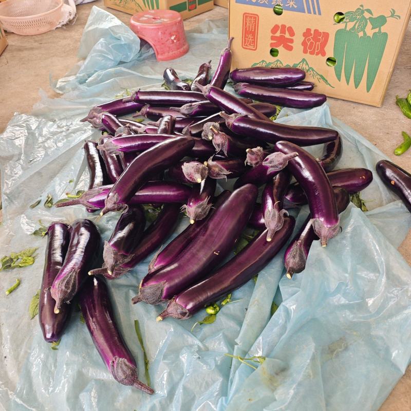 长茄