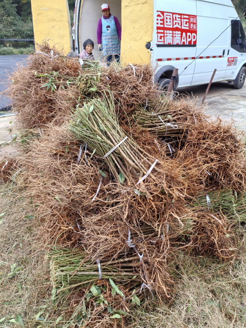 毛桃树苗毛桃苗桃树砧木苗毛桃脚树苗野生毛桃苗种植基地
