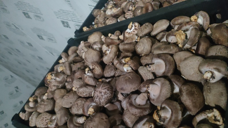 新鲜香菇