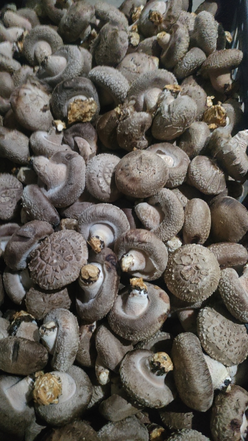 新鲜香菇