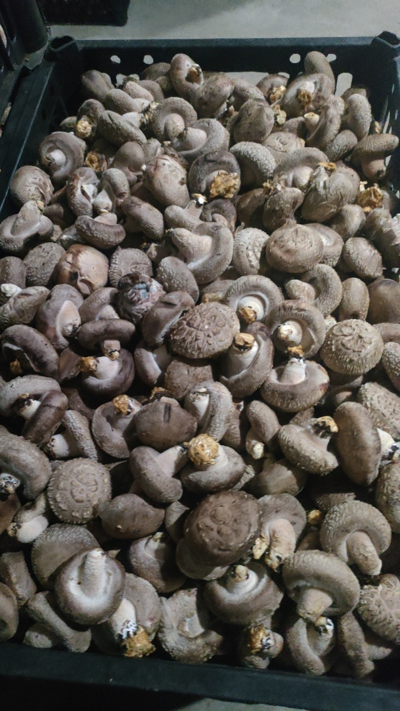 新鲜香菇