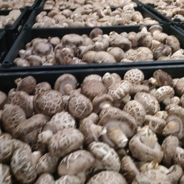 新鲜香菇