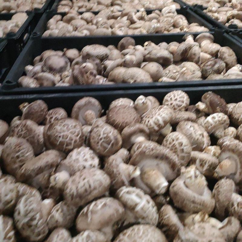 新鲜香菇
