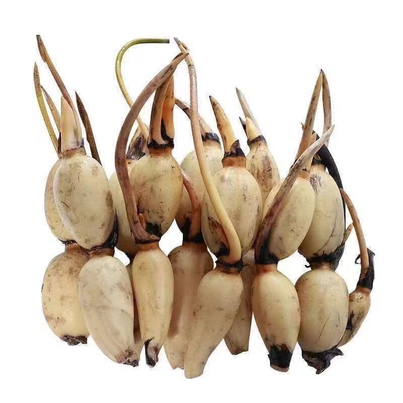 高产食用莲藕苗粉藕脆藕鄂莲系列藕苗藕种