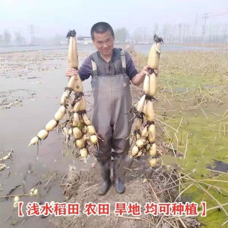 高产食用莲藕苗粉藕脆藕鄂莲系列藕苗藕种