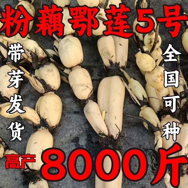 高产食用莲藕苗粉藕脆藕鄂莲系列藕苗藕种