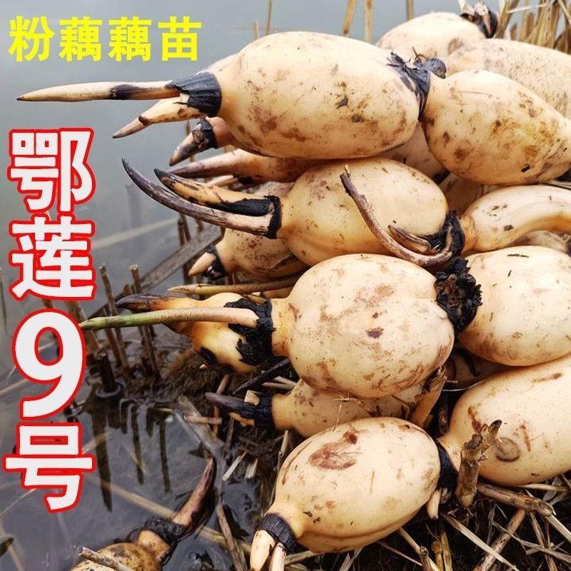 高产食用莲藕苗粉藕脆藕鄂莲系列藕苗藕种