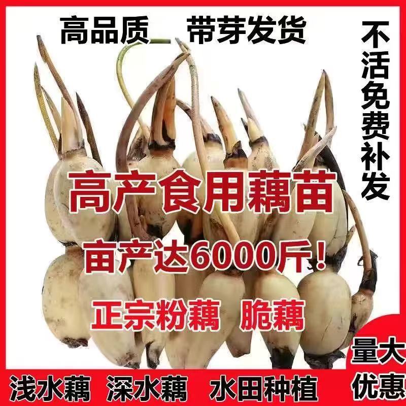高产食用莲藕苗粉藕脆藕鄂莲系列藕苗藕种