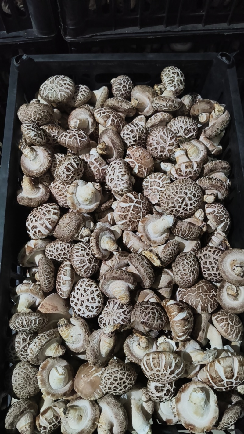 香菇，花菇，菜菇，白面菇，水菇常年稳定供货