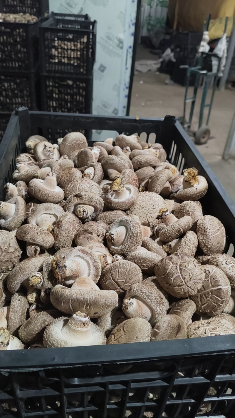 香菇，花菇，菜菇，白面菇，水菇常年稳定供货
