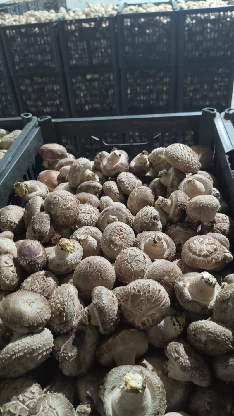 香菇，花菇，菜菇，白面菇，水菇常年稳定供货