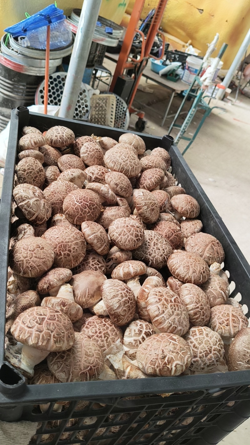 香菇，花菇，菜菇，白面菇，水菇常年稳定供货