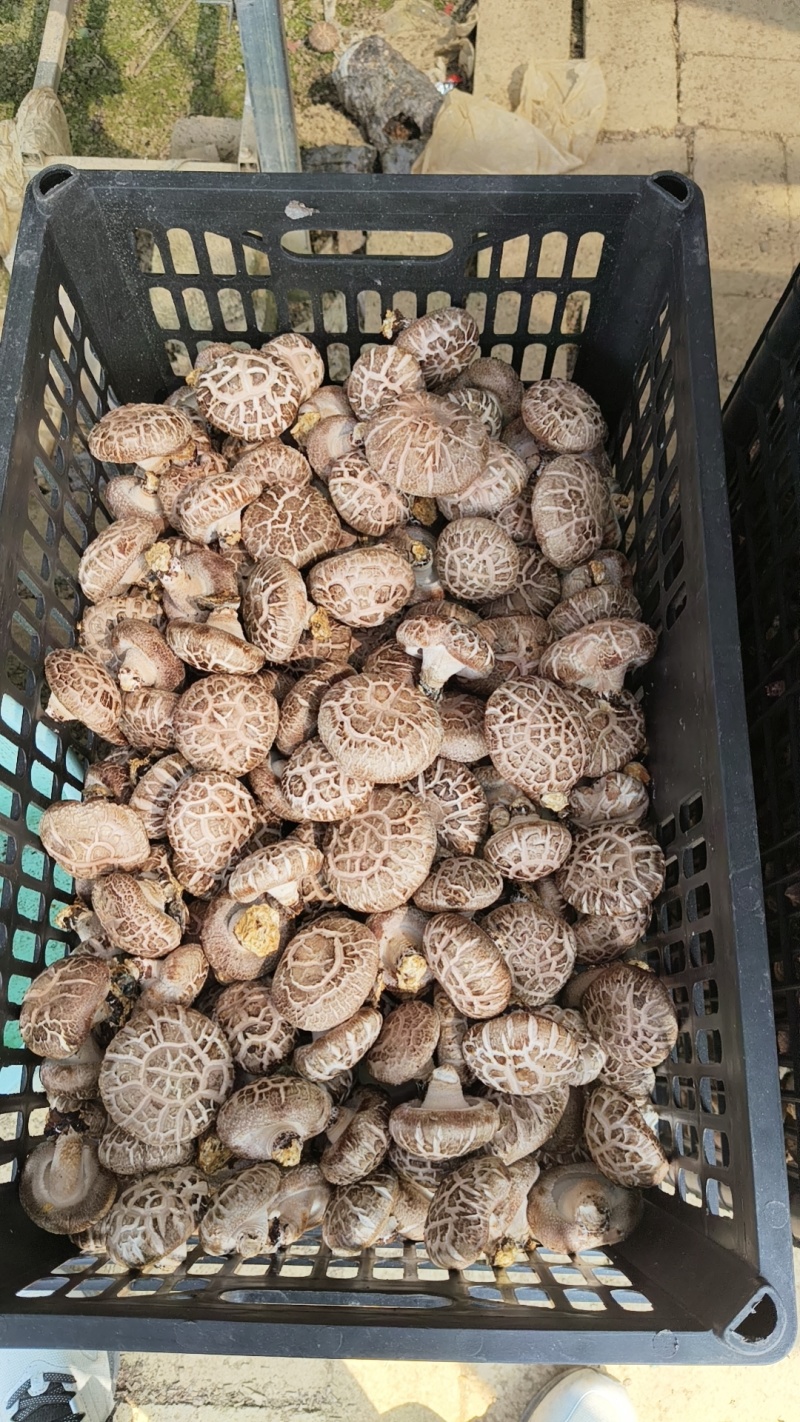 香菇，花菇，菜菇，白面菇，水菇常年稳定供货