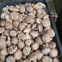 香菇，花菇，菜菇，白面菇，水菇常年稳定供货