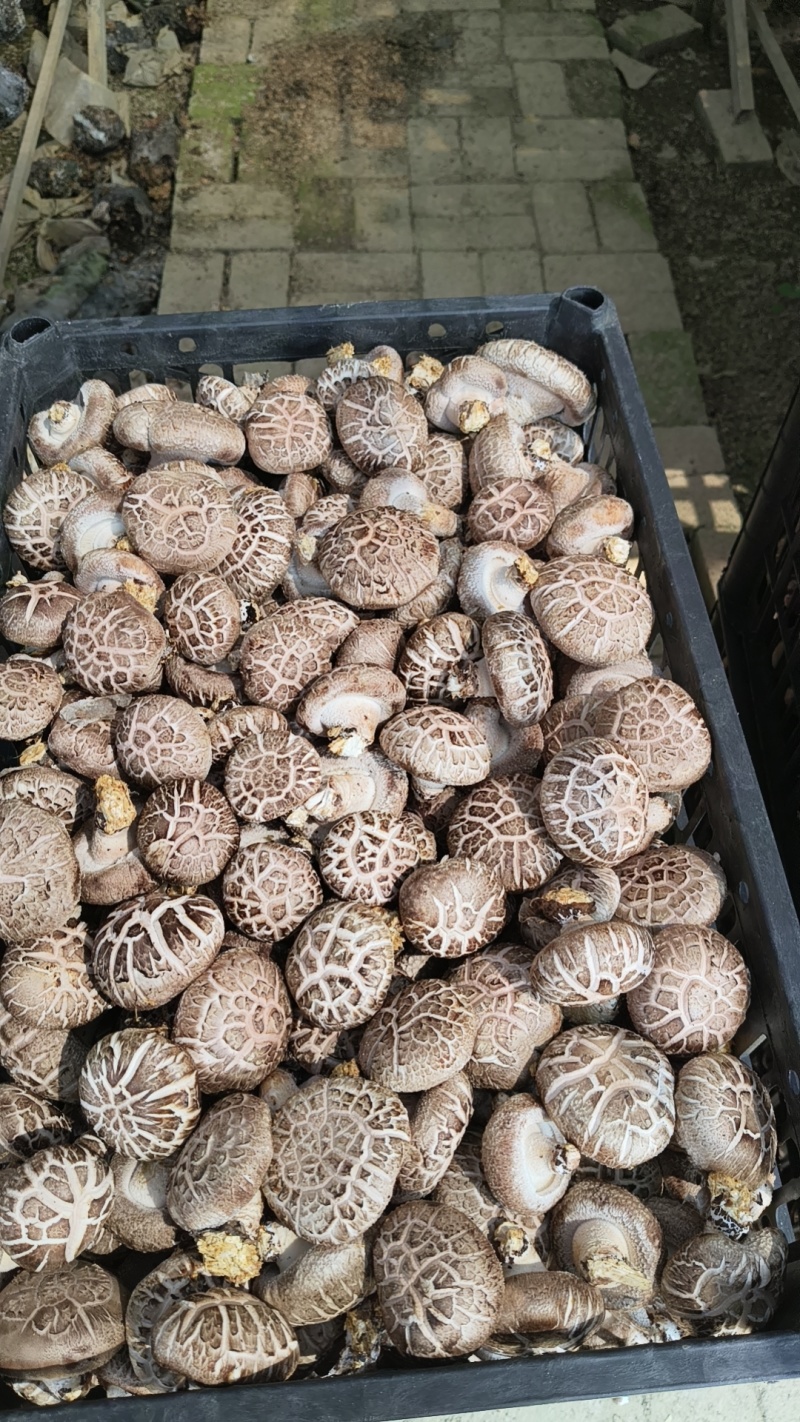 香菇，花菇，菜菇，白面菇，水菇常年稳定供货