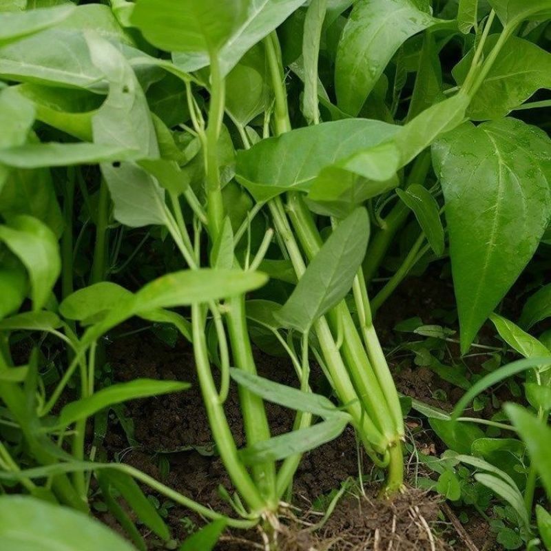 中苗三叉空心菜种子三梗空心菜通菜口感细嫩纤维少春夏秋蔬菜