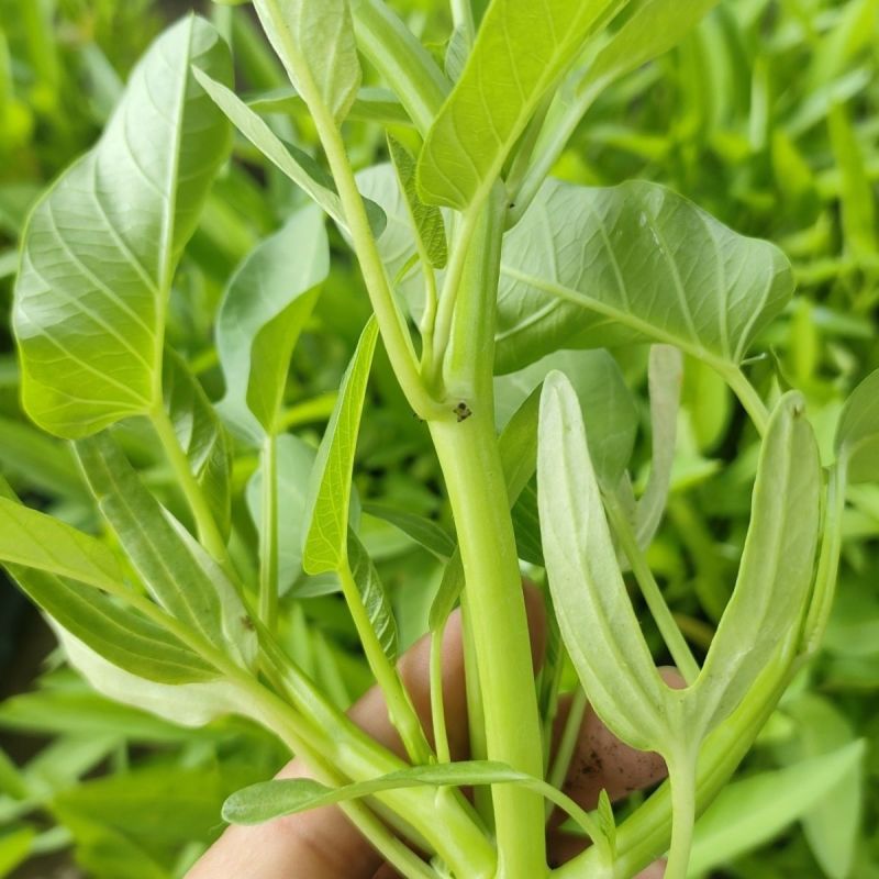 中苗三叉空心菜种子三梗空心菜通菜口感细嫩纤维少春夏秋蔬菜