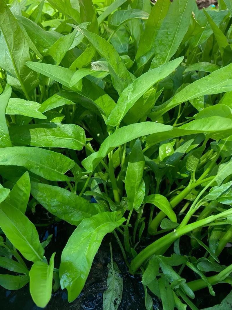 中苗三叉空心菜种子三梗空心菜通菜口感细嫩纤维少春夏秋蔬菜