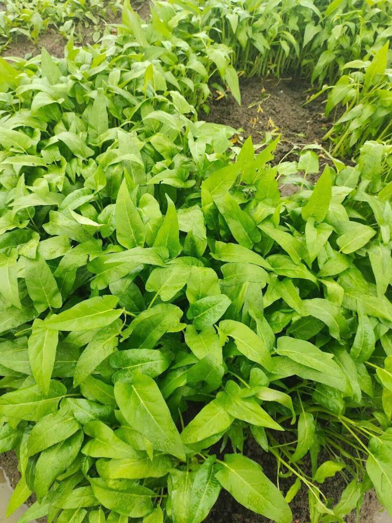 中苗三叉空心菜种子三梗空心菜通菜口感细嫩纤维少春夏秋蔬菜