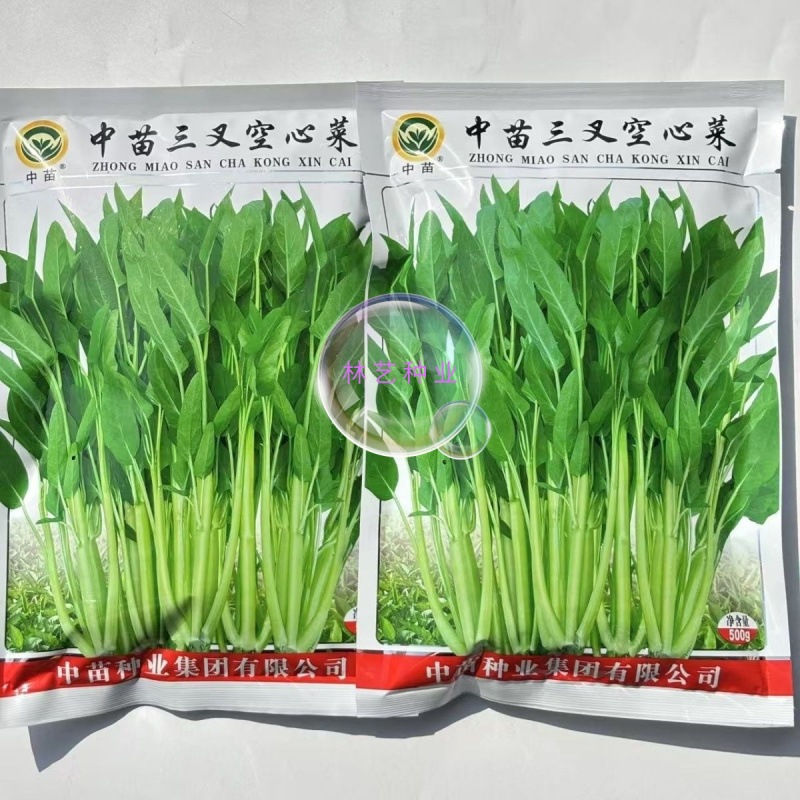 中苗三叉空心菜种子三梗空心菜通菜口感细嫩纤维少春夏秋蔬菜