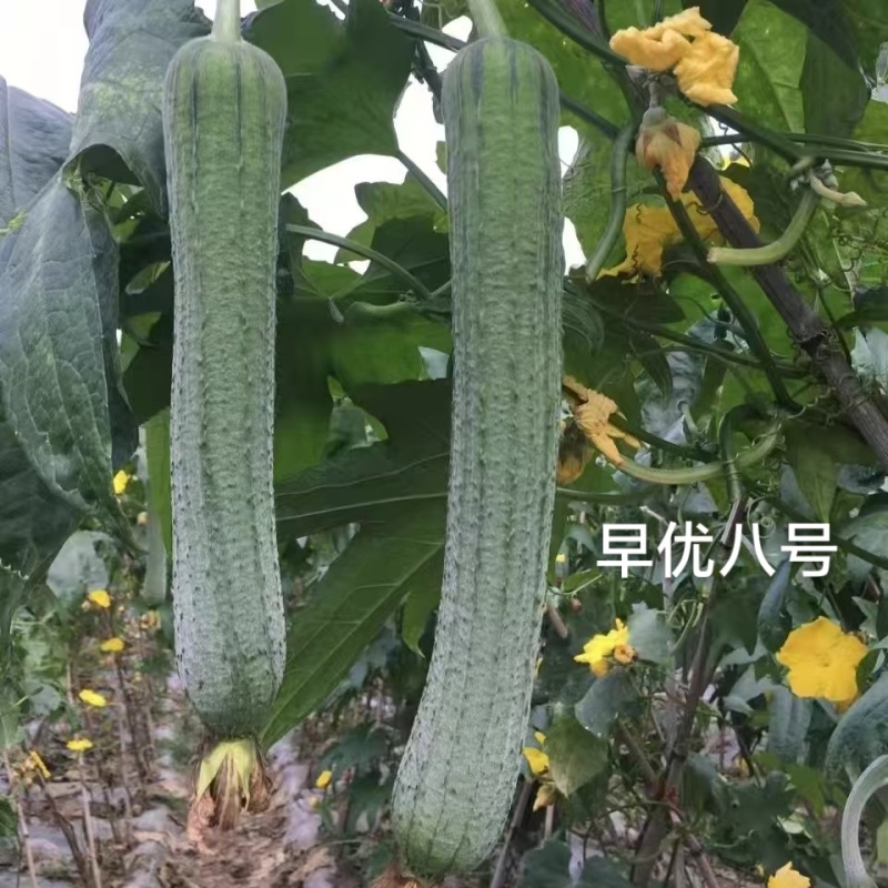 早优八号丝瓜种子长沙农科院选育早熟长丝瓜种子耐寒耐热