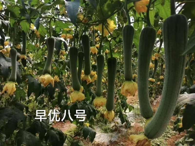 早优八号丝瓜种子长沙农科院选育早熟长丝瓜种子耐寒耐热