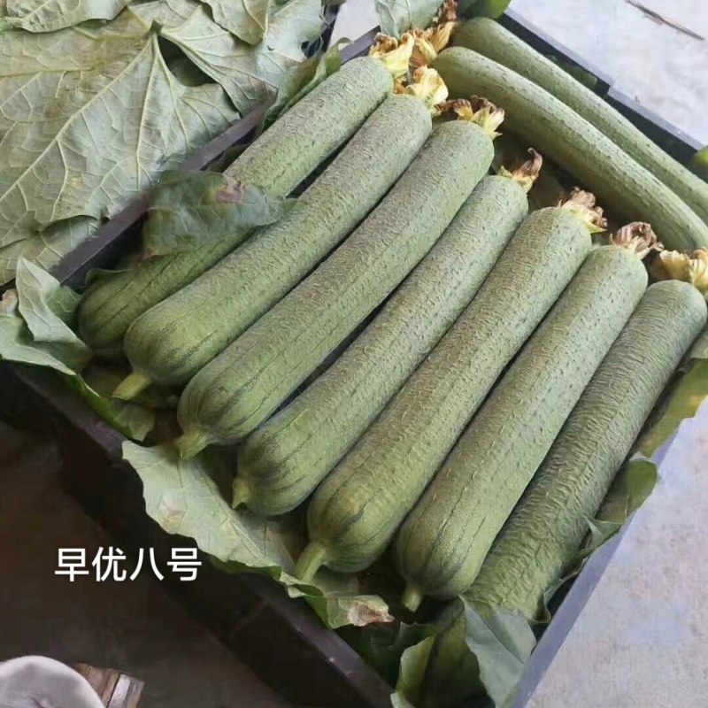 早优八号丝瓜种子长沙农科院选育早熟长丝瓜种子耐寒耐热
