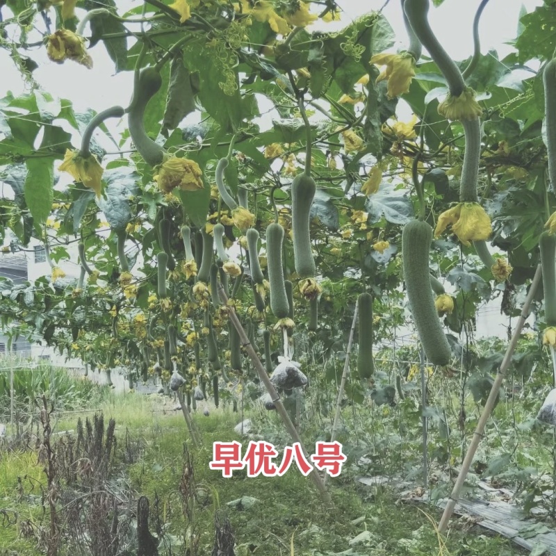 早优八号丝瓜种子长沙农科院选育早熟长丝瓜种子耐寒耐热