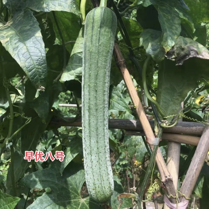 早优八号丝瓜种子长沙农科院选育早熟长丝瓜种子耐寒耐热
