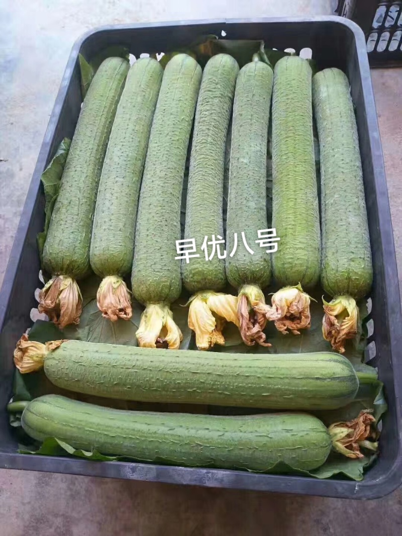 早优八号丝瓜种子长沙农科院选育早熟长丝瓜种子耐寒耐热