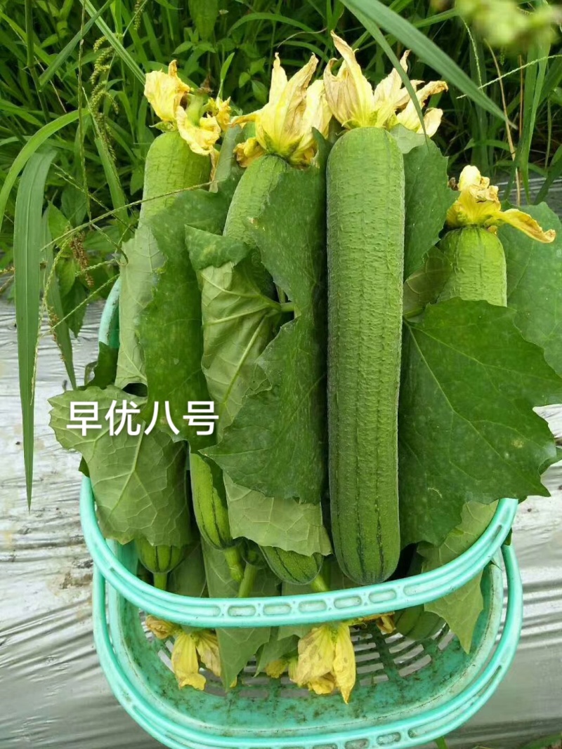 早优八号丝瓜种子长沙农科院选育早熟长丝瓜种子耐寒耐热
