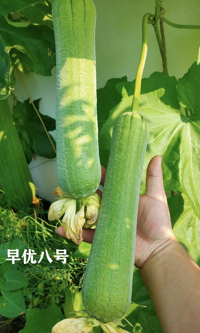 早优八号丝瓜种子长沙农科院选育早熟长丝瓜种子耐寒耐热