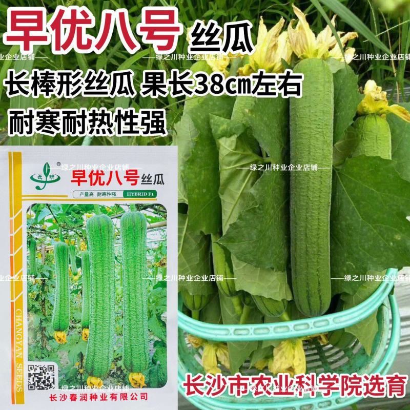 早优八号丝瓜种子长沙农科院选育早熟长丝瓜种子耐寒耐热