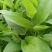 蕹叉大梗大叶空心菜种子脆嫩清甜春夏秋三季蕹菜蔬菜种籽